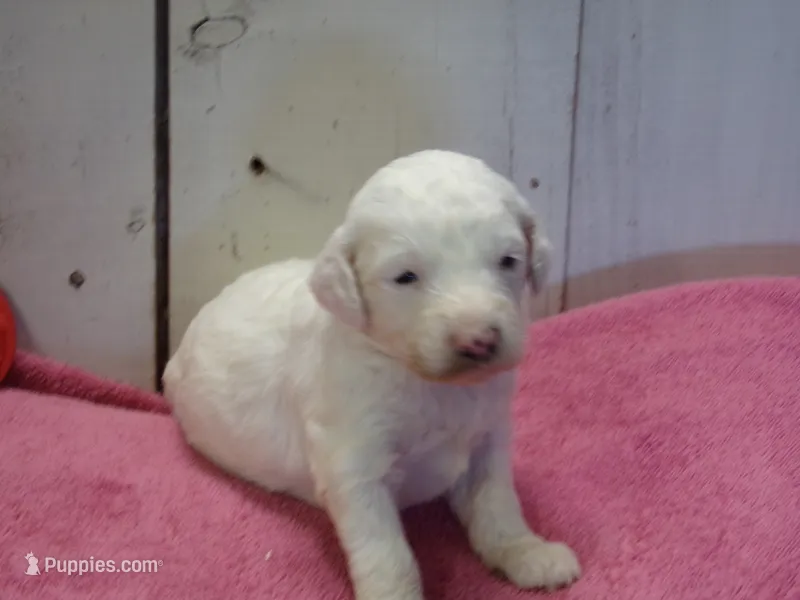 Jane – Goldendoodle puppy for sale in Abbotsford, WI