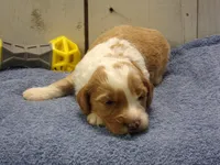Jonah, a male Goldendoodle for sale in Abbotsford, WI – 5 of 6