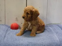 Barney, a male Cockapoo for sale in Abbotsford, WI – 6 of 6