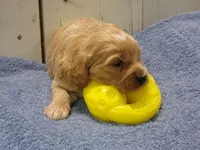 Barry, a male Cockapoo for sale in Abbotsford, WI – 4 of 6