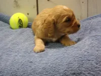 Baxter, a male Cockapoo for sale in Abbotsford, WI – 5 of 6