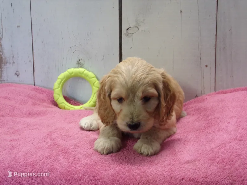 Beverly – Cockapoo puppy for sale in Abbotsford, WI