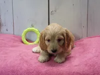 Beverly, a female Cockapoo for sale in Abbotsford, WI – 1 of 7