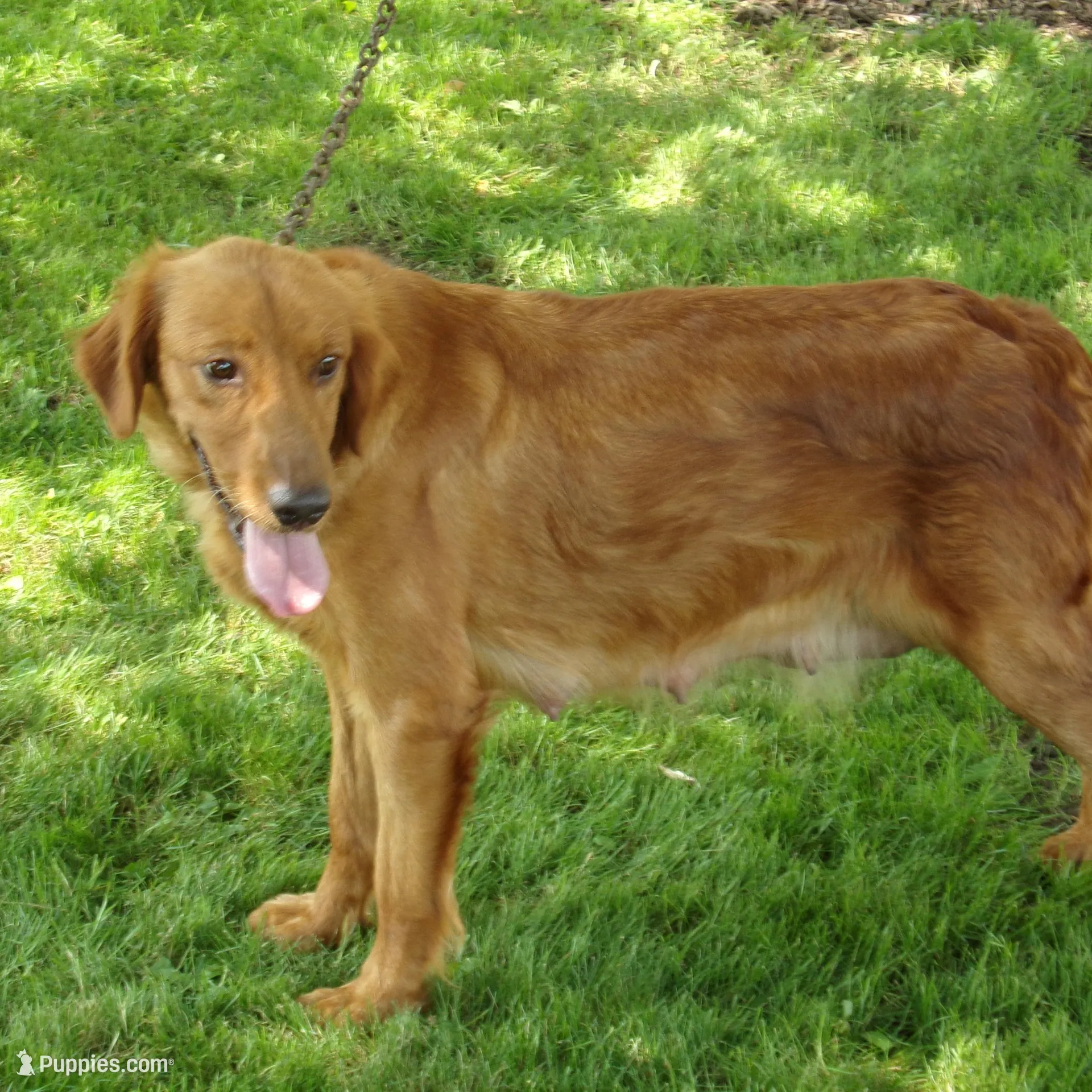 Brooke, a female Golden Retriever for sale in Abbotsford, WI – Photo 4 of 5