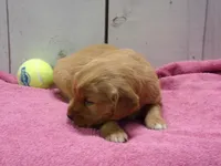 Brooke, a female Golden Retriever for sale in Abbotsford, WI – Photo 3 of 5