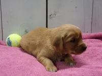 Brooke, a female Golden Retriever for sale in Abbotsford, WI – Photo 2 of 5