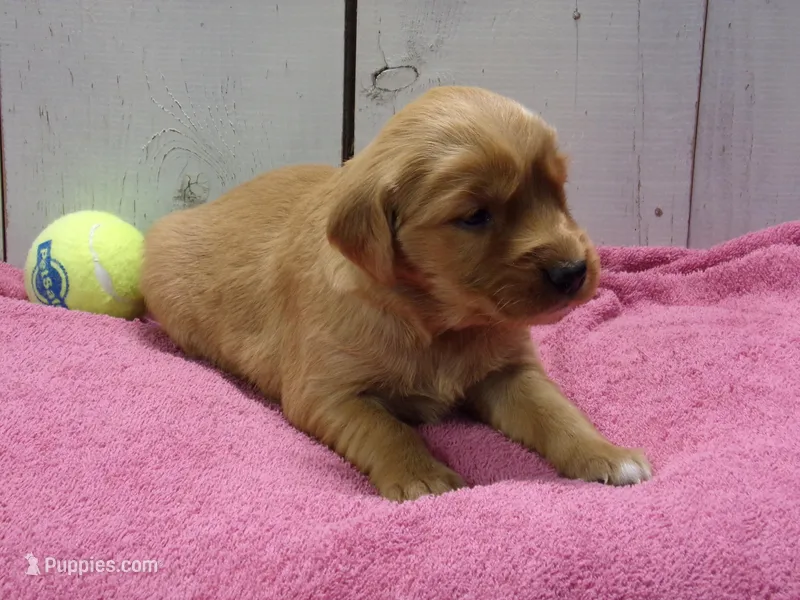 Brooke – Golden Retriever puppy for sale in Abbotsford, WI