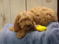 Barry, a male Cockapoo for sale in Abbotsford, WI – 3 of 5