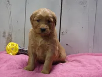 Penny, a female Golden Retriever for sale in Abbotsford, WI – Photo 4 of 4