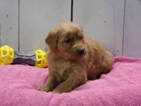 Penny, a female Golden Retriever for sale in Abbotsford, WI – Photo 1 of 4