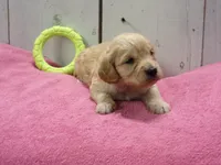 Beverly, a female Cockapoo for sale in Abbotsford, WI – 2 of 4