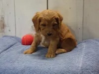 Barney, a male Cockapoo for sale in Abbotsford, WI – 3 of 6