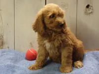 Barney, a male Cockapoo for sale in Abbotsford, WI – 5 of 5