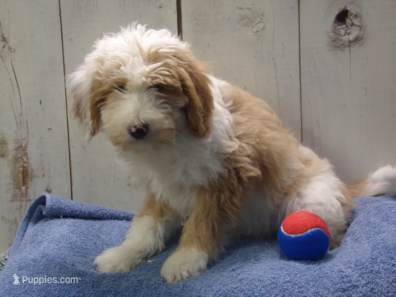 Jethro – Goldendoodle puppy for sale in Abbotsford, WI