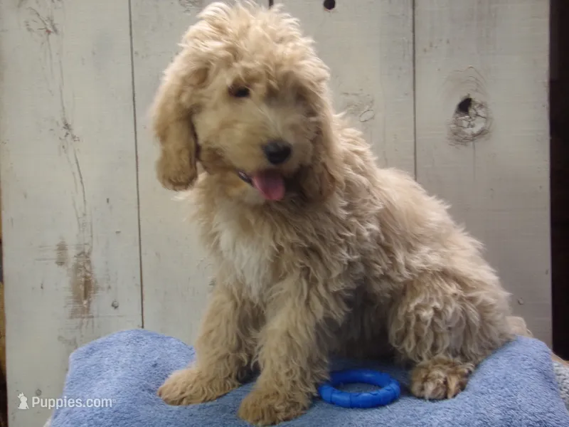 Brady – Cockapoo puppy for sale in Abbotsford, WI