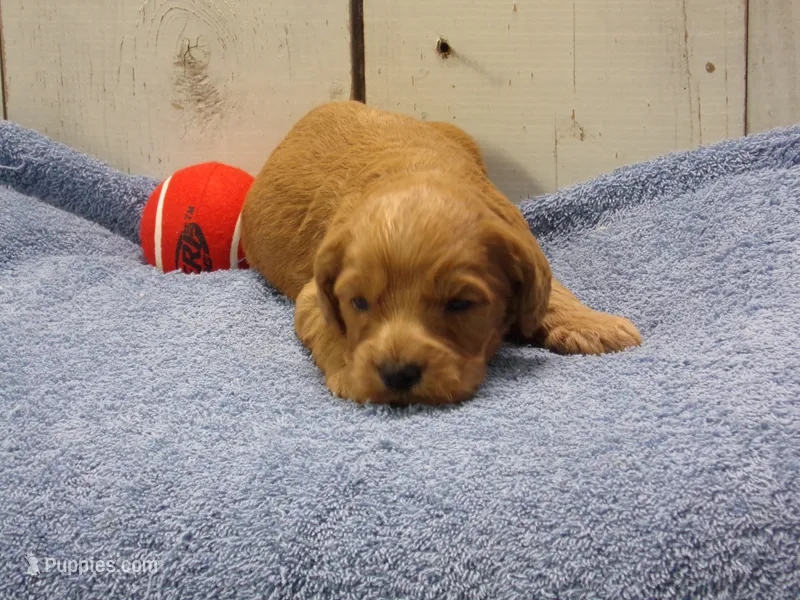 Barney – Cockapoo puppy for sale in Abbotsford, WI