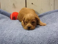 Barney, a male Cockapoo for sale in Abbotsford, WI – 1 of 6