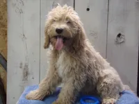 Brady, a male Cockapoo for sale in Abbotsford, WI – 2 of 5