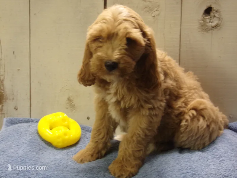 Barry – Cockapoo puppy for sale in Abbotsford, WI