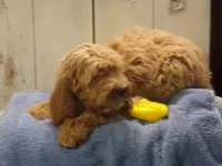 Barry, a male Cockapoo for sale in Abbotsford, WI – 5 of 5