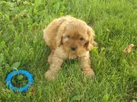 Charles, a male Cavapoo for sale in Abbotsford, WI – 2 of 3