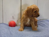 Barney, a male Cockapoo for sale in Abbotsford, WI – 5 of 6