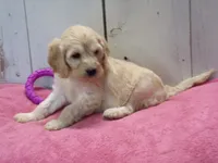 Bertha, a female Cockapoo for sale in Abbotsford, WI – 5 of 6