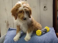 Jonah, a male Goldendoodle for sale in Abbotsford, WI – 4 of 5