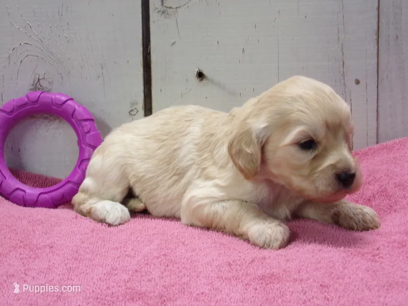 Bertha – Cockapoo puppy for sale in Abbotsford, WI