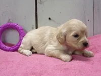 Bertha, a female Cockapoo for sale in Abbotsford, WI – 1 of 4
