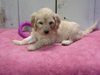Bertha, a female Cockapoo for sale in Abbotsford, WI – 4 of 6