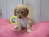 Beverly, a female Cockapoo for sale in Abbotsford, WI – 2 of 7