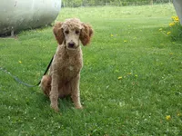Ezra, a male Poodle - Miniature  for sale in Abbotsford, WI – 6 of 7