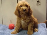 Barney, a male Cockapoo for sale in Abbotsford, WI – 1 of 5
