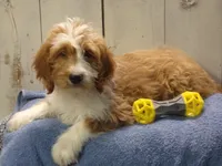 Jonah, a male Goldendoodle for sale in Abbotsford, WI – 3 of 5