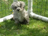 Helga, a female Havapoo for sale in Abbotsford, WI – 4 of 5