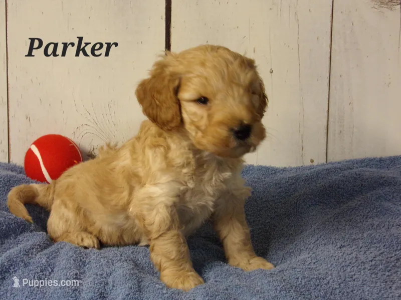 Parker – Miniature Goldendoodle puppy for sale in Abbotsford, WI