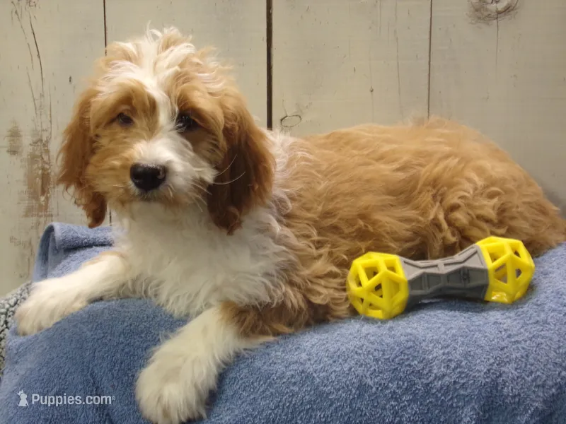 Jonah – Goldendoodle puppy for sale in Abbotsford, WI