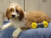 Jonah, a male Goldendoodle for sale in Abbotsford, WI – 1 of 5