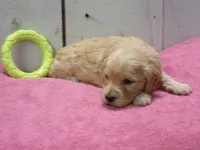 Beverly, a female Cockapoo for sale in Abbotsford, WI – 3 of 4