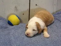 Judah, a male Goldendoodle for sale in Abbotsford, WI – 2 of 6
