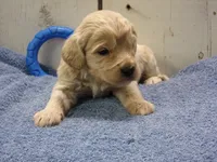 Brady, a male Cockapoo for sale in Abbotsford, WI – 4 of 6