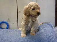 Brady, a male Cockapoo for sale in Abbotsford, WI – 2 of 7