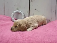Bessie, a female Cockapoo for sale in Abbotsford, WI – 2 of 6