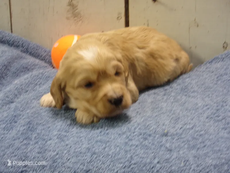 Boone – Cockapoo puppy for sale in Abbotsford, WI