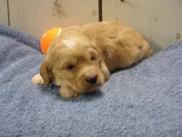 Boone, a male Cockapoo for sale in Abbotsford, WI – 1 of 5