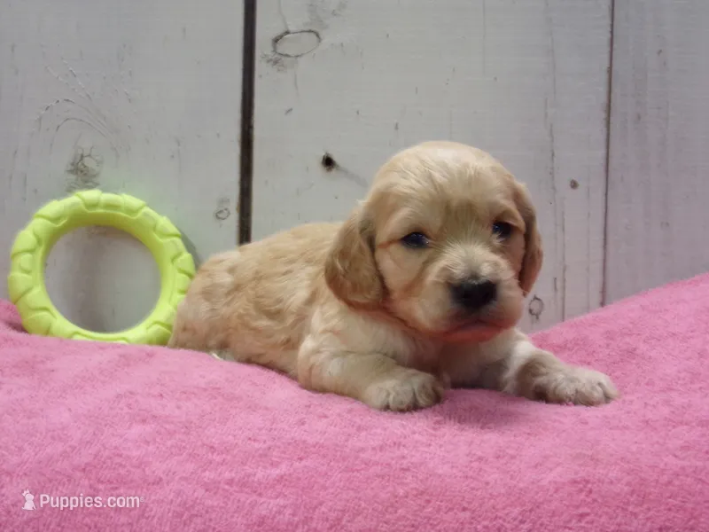 Beverly – Cockapoo puppy for sale in Abbotsford, WI