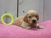 Beverly, a female Cockapoo for sale in Abbotsford, WI – 1 of 4