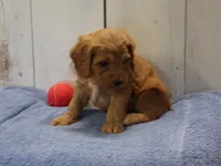 Barney, a male Cockapoo for sale in Abbotsford, WI – 2 of 6