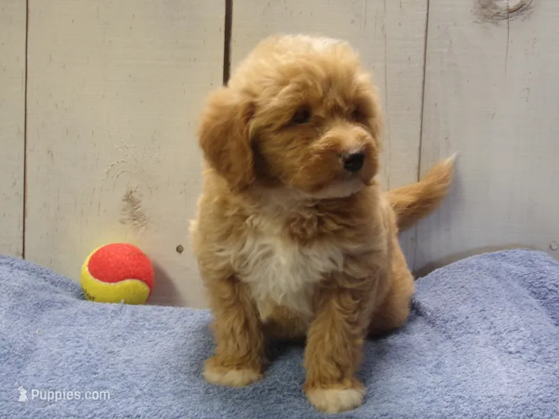 Jackson – Goldendoodle puppy for sale in Abbotsford, WI